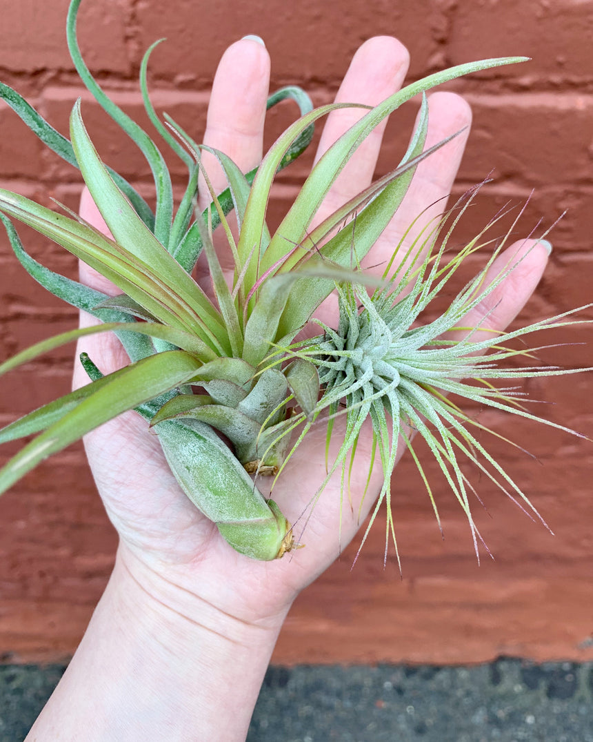 Tillandsia Air plants – Hammer + Vine