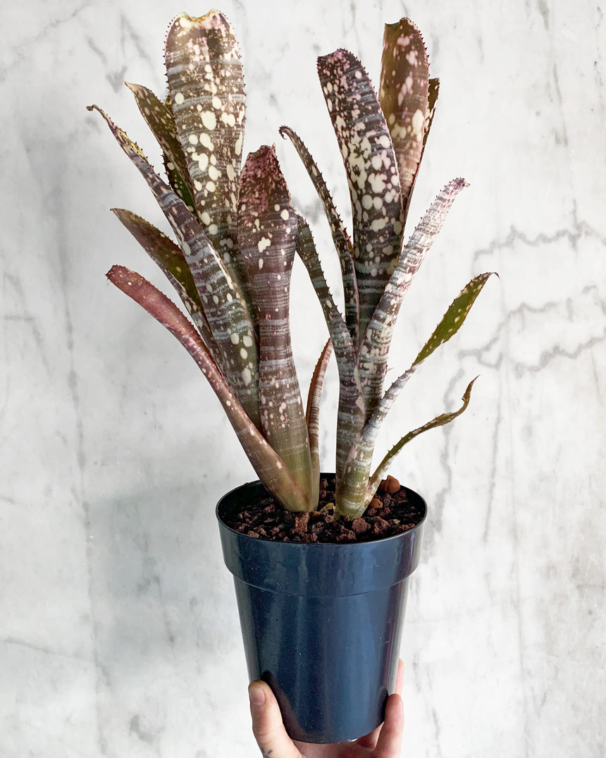 Hand-Mixed Houseplant Soil – 1 Gallon