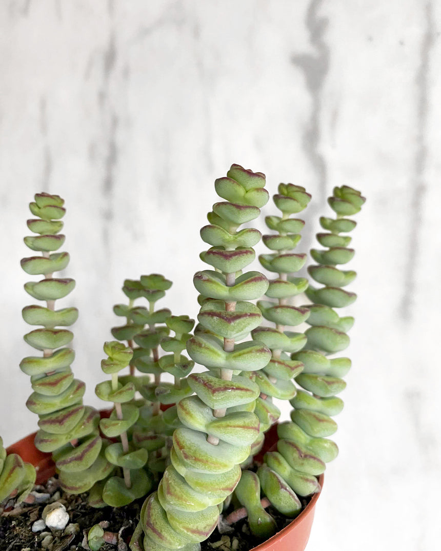 Crassula Marnieriana 'Baby Necklace'