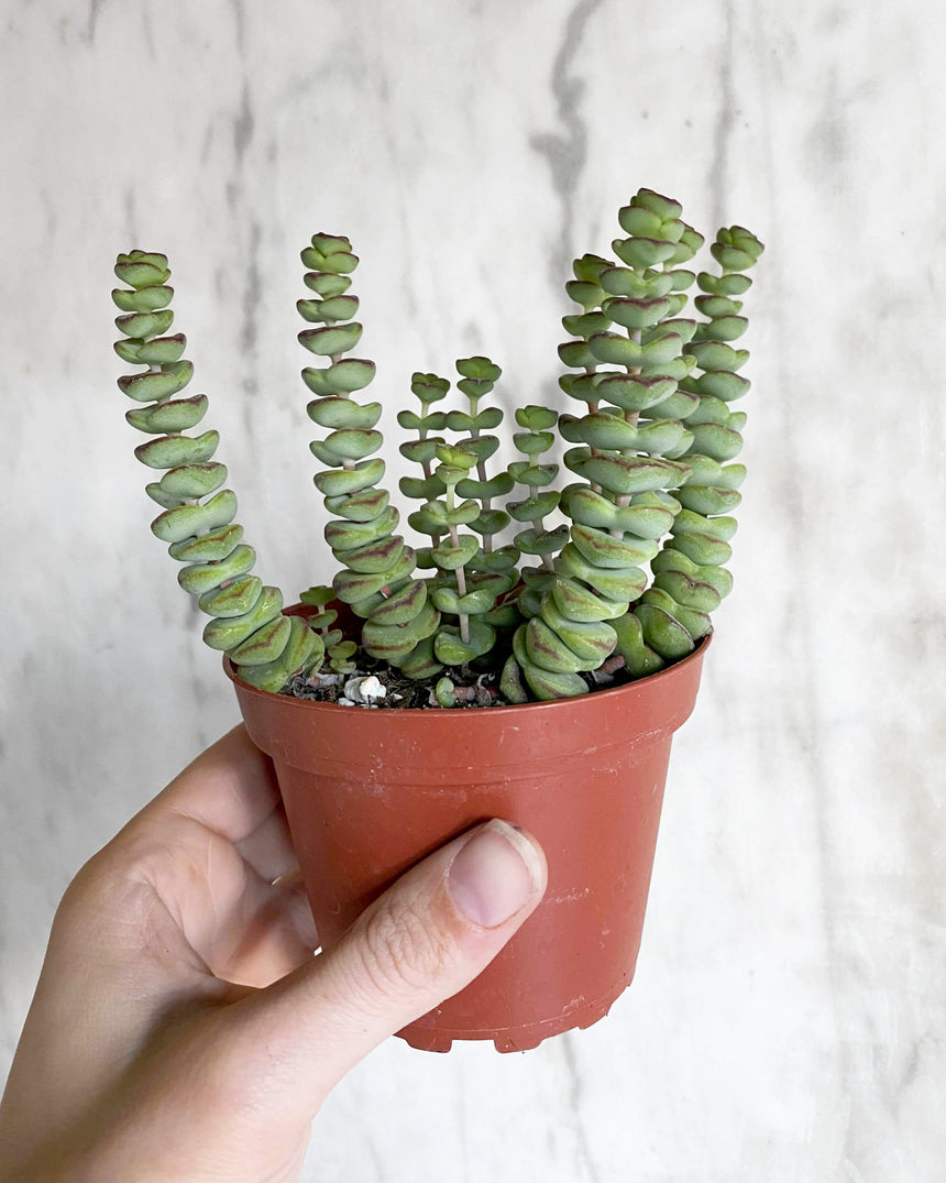 Crassula Marnieriana 'Baby Necklace'