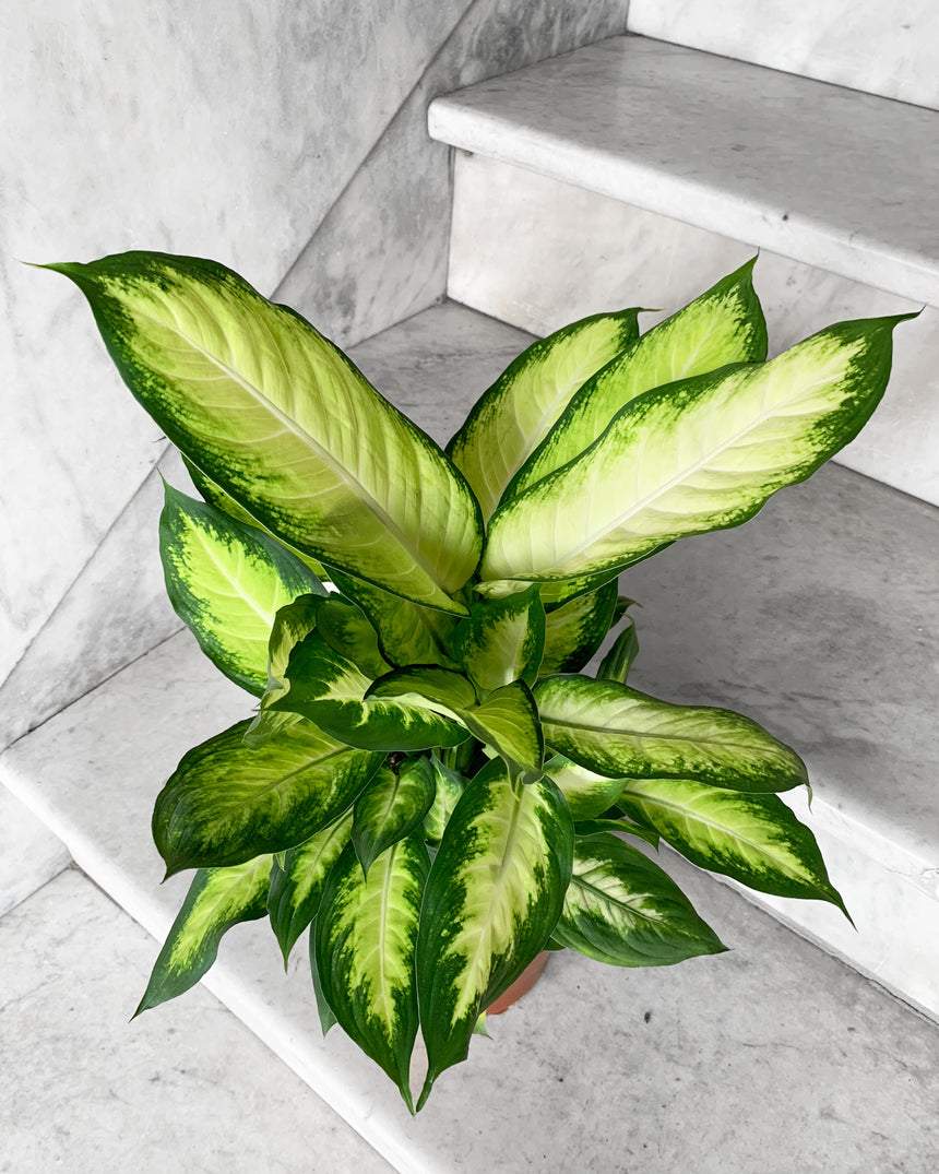 Hand-Mixed Houseplant Soil – 1 Gallon