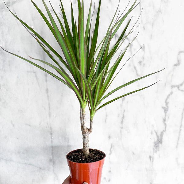 dracaena marginat Dracaena Marginata Magenta – Hammer + Vine