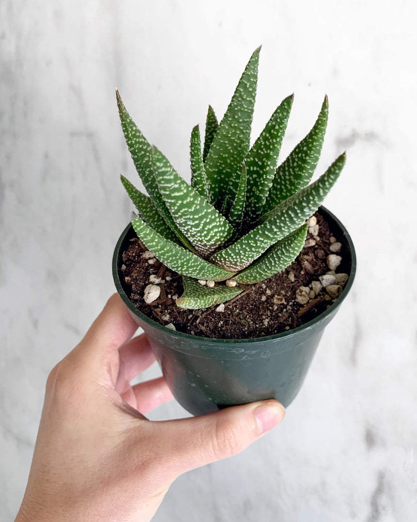 Hand-Mixed Houseplant Soil – 1 Gallon