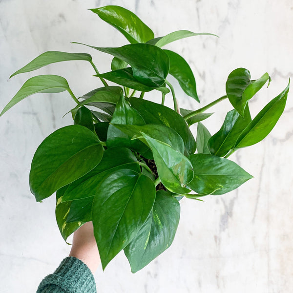 Classic Pothos Plant – Low Light, Easy-Care Indoor Vine – Hammer + Vine