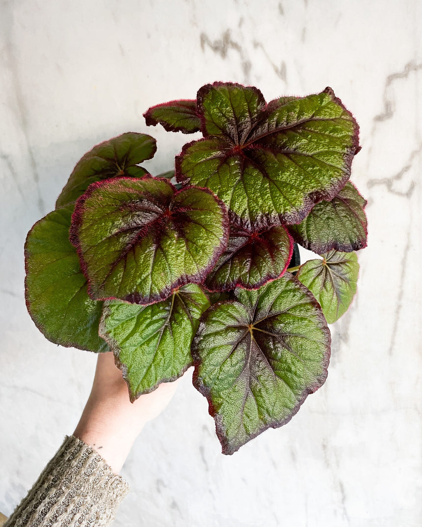 Begonia 'Fire Flush'