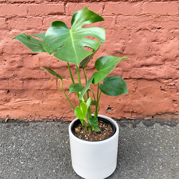 monstera deliciosa buiten Monstera – Deliciosa
