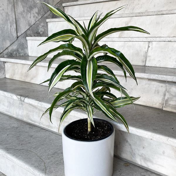 green jewel dracaena Dracaena 'White Jewel' – Hammer + Vine