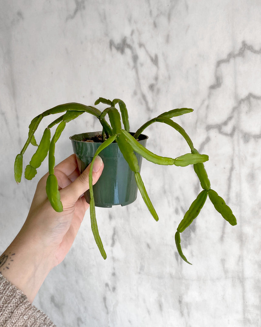 Philodendron Pink Princess