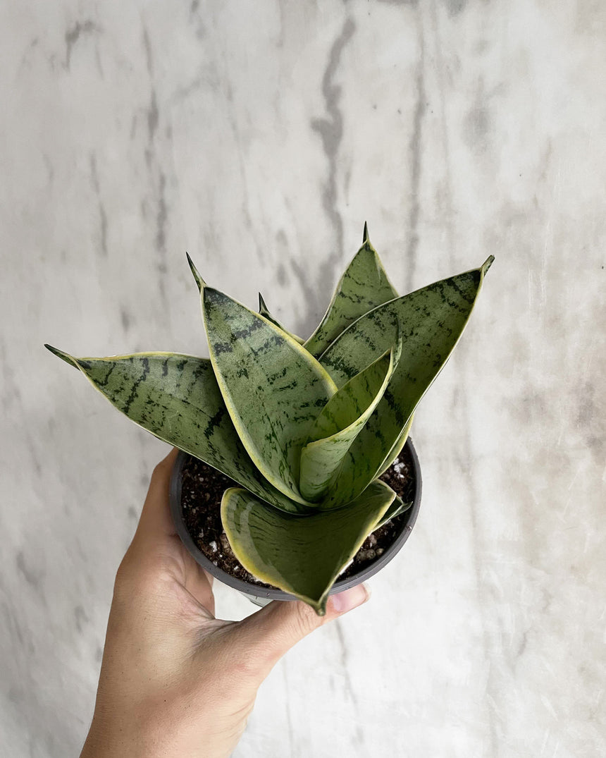 Hand-Mixed Houseplant Soil – 1 Gallon