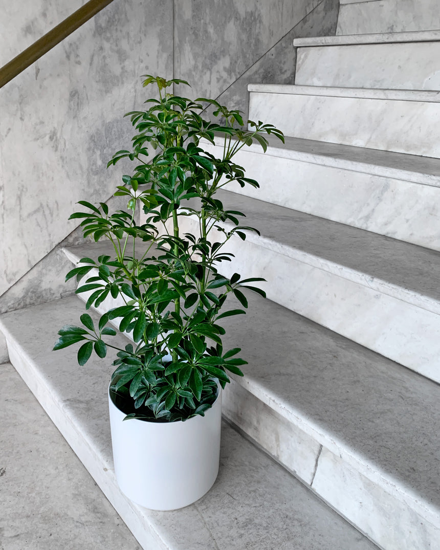 schefflera arboricola white Schefflera Arboricola 'Umbrella Tree' – Hammer + Vine