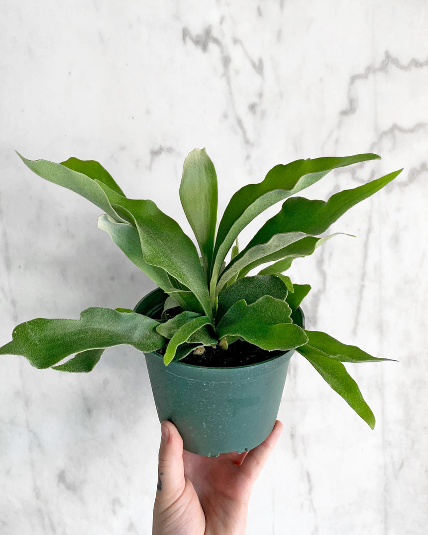 Hand-Mixed Houseplant Soil – 1 Gallon